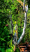 igp9776