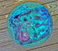 igp9884